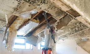 Best Mold Odor Removal Services  in Freeburg, IL